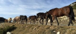 Cavalls en transhumància